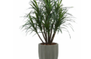 Dracaena 10 head