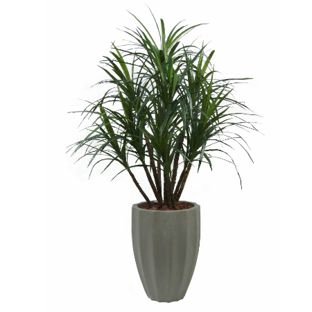 Dracaena 10 head