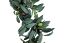 Olive vine