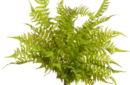 Forest fern