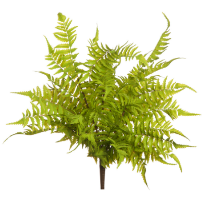 Forest fern