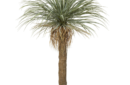 Grass Tree