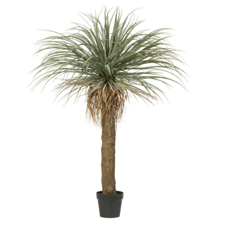 Grass Tree