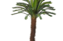 Large Cycas palm