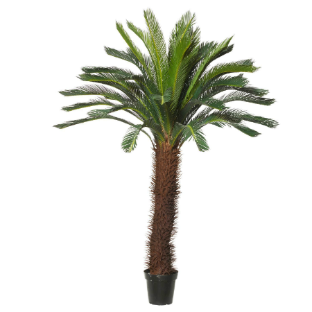 Large Cycas palm