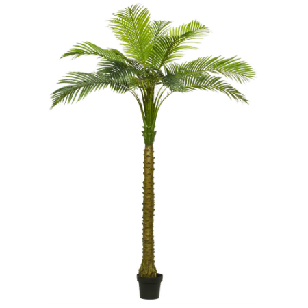 Palm