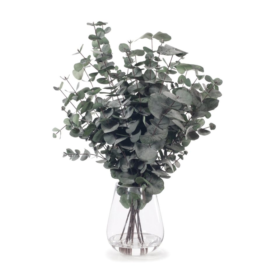 Eucalyptus In Glass Vase