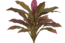 Cordyline burgandy