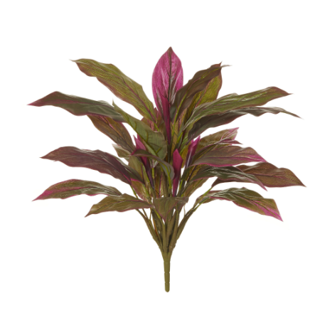 Cordyline burgandy