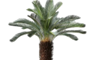 Cycad palm (1)