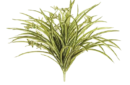 Spider plant