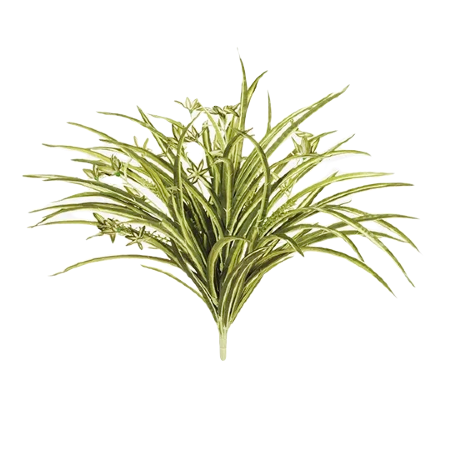 Spider plant