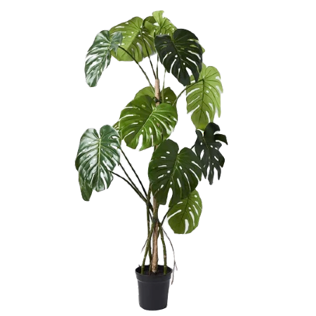 monstera tree (1)