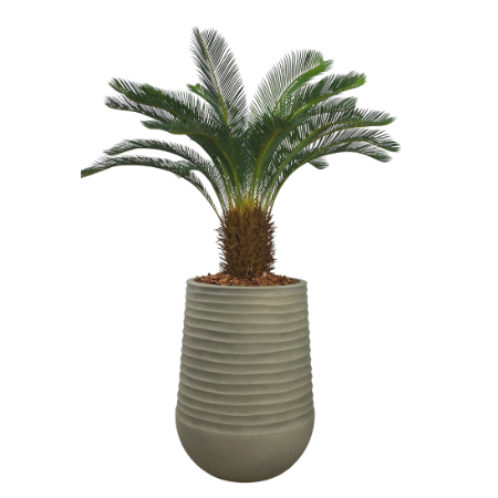 cycad palm-2