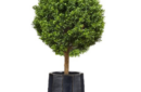 Boxwood topiary