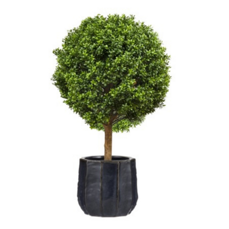 Boxwood topiary