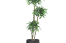 Ficus tree 2.000 (450 × 450 px)
